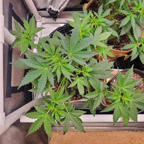 Gelat OG Auto - PP - Seedsman growlog timeline photo