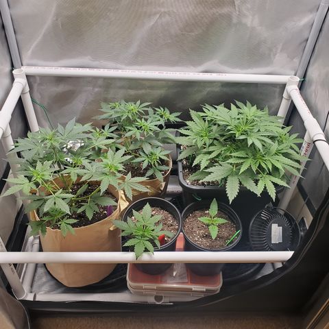 Gelat OG Auto - PP - Seedsman growlog timeline photo