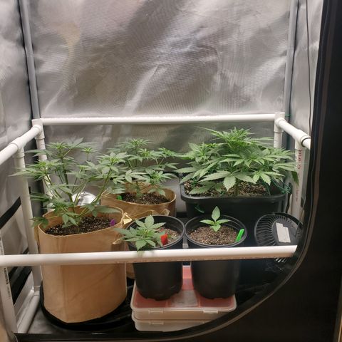 Purple Punch Auto - PP - Seedsman  growlog timeline photo