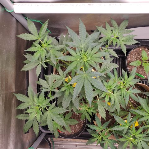 Purple Punch Auto - PP - Seedsman  growlog timeline photo