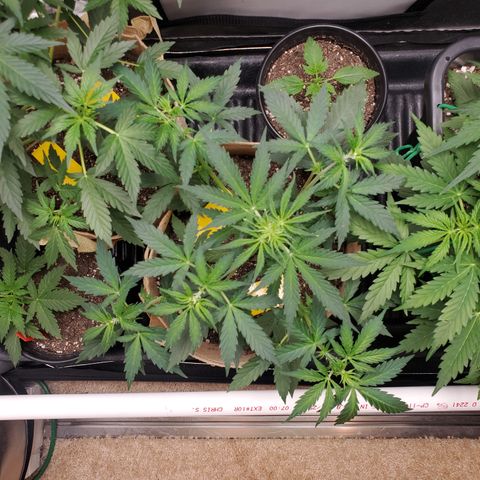 Gelat OG Auto - PP - Seedsman growlog timeline photo