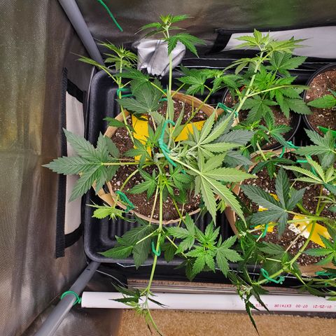 Purple Punch Auto - PP - Seedsman  growlog timeline photo