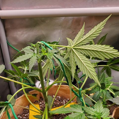 Purple Punch Auto - PP - Seedsman  growlog timeline photo