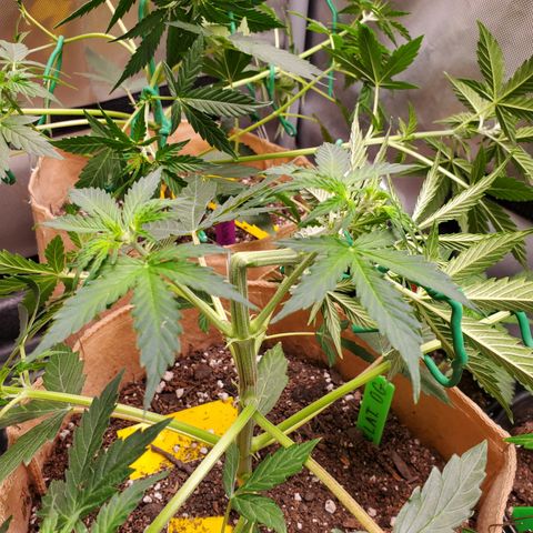 Gelat OG Auto - PP - Seedsman growlog timeline photo