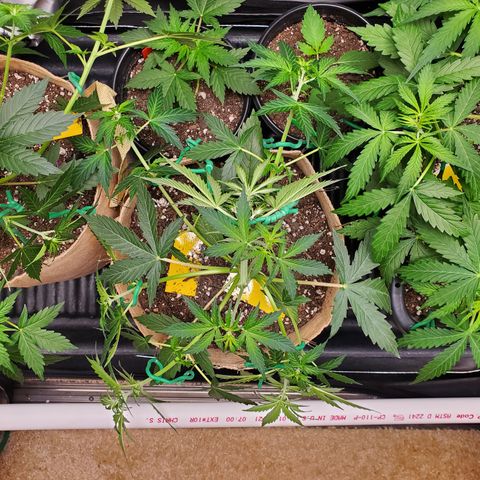 Gelat OG Auto - PP - Seedsman growlog timeline photo