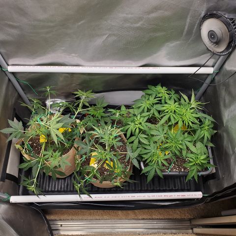 Purple Punch Auto - PP - Seedsman  growlog timeline photo