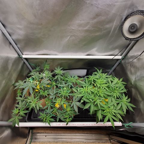 Purple Punch Auto - PP - Seedsman  growlog timeline photo