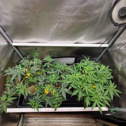 Gelat OG Auto - PP - Seedsman growlog timeline photo