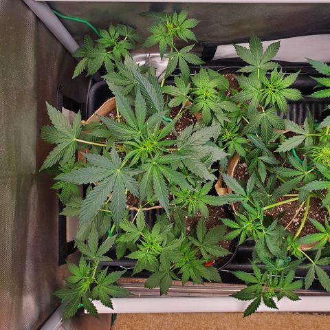 Purple Punch Auto - PP - Seedsman  growlog timeline photo