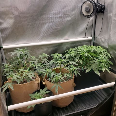 Purple Punch Auto - PP - Seedsman  growlog timeline photo