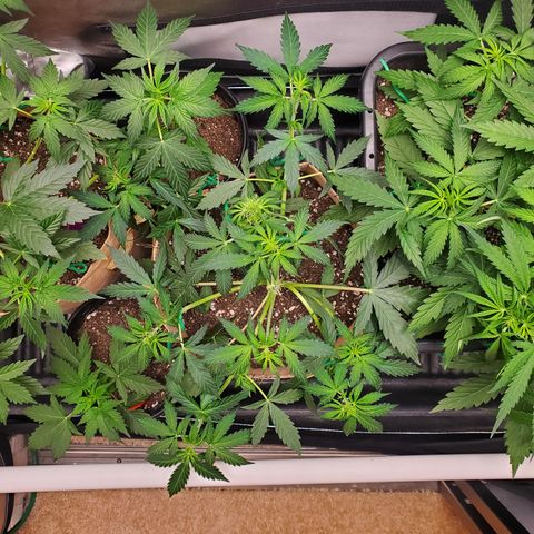 Gelat OG Auto - PP - Seedsman growlog timeline photo
