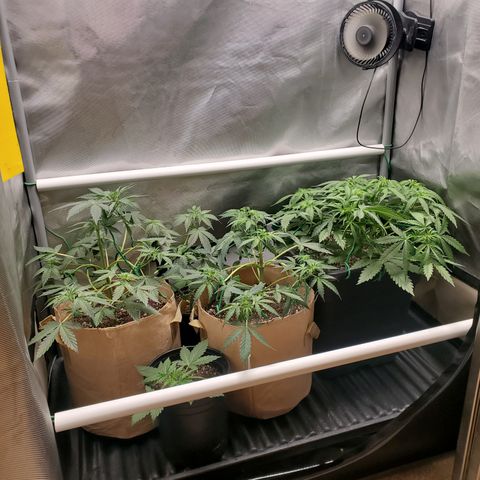 Gelat OG Auto - PP - Seedsman growlog timeline photo