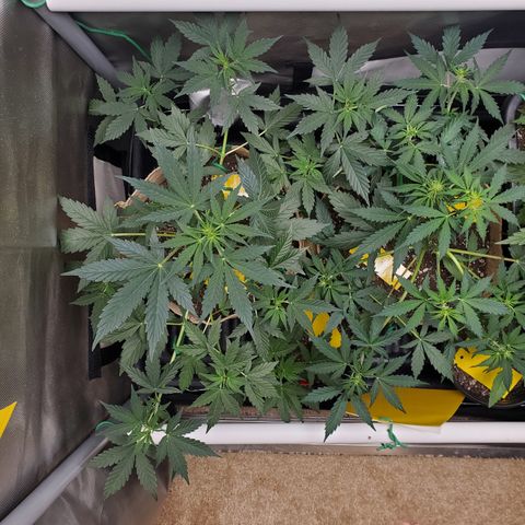 Purple Punch Auto - PP - Seedsman  growlog timeline photo
