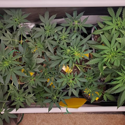 Gelat OG Auto - PP - Seedsman growlog timeline photo