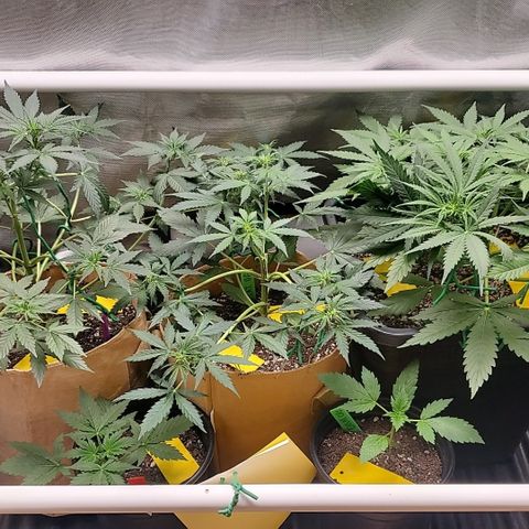 Purple Punch Auto - PP - Seedsman  growlog timeline photo