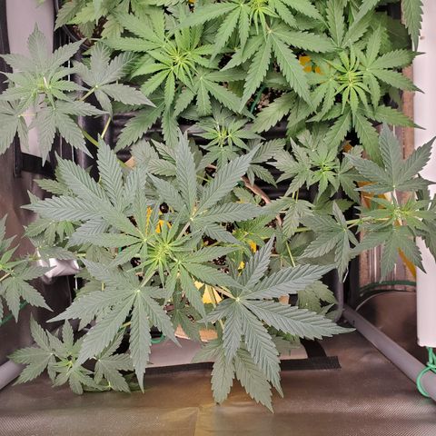 Purple Punch Auto - PP - Seedsman  growlog timeline photo