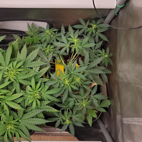 Gelat OG Auto - PP - Seedsman growlog timeline photo