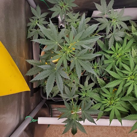 Purple Punch Auto - PP - Seedsman  growlog timeline photo