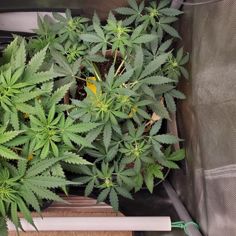 Gelat OG Auto - PP - Seedsman growlog timeline photo