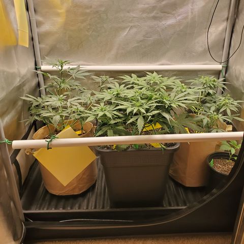 Purple Punch Auto - PP - Seedsman  growlog timeline photo
