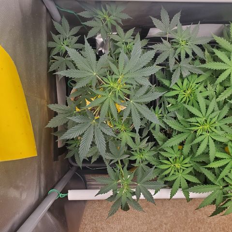 Purple Punch Auto - PP - Seedsman  growlog timeline photo