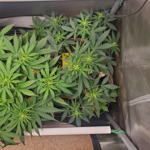 Gelat OG Auto - PP - Seedsman growlog timeline photo