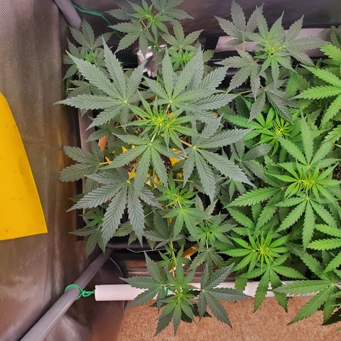 Purple Punch Auto - PP - Seedsman  growlog timeline photo