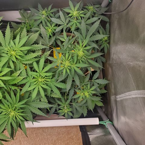 Gelat OG Auto - PP - Seedsman growlog timeline photo