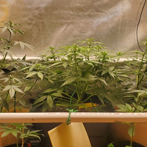Purple Punch Auto - PP - Seedsman  growlog timeline photo