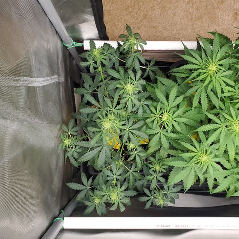 Purple Punch Auto - PP - Seedsman  growlog timeline photo