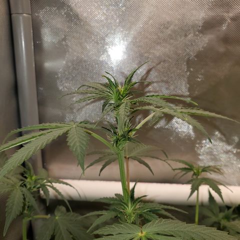 Purple Punch Auto - PP - Seedsman  growlog timeline photo