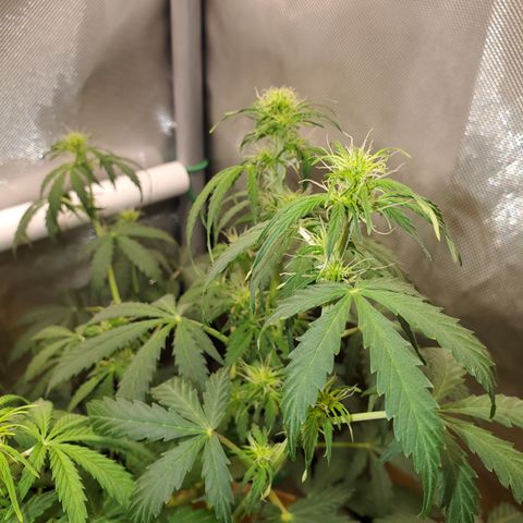 Gelat OG Auto - PP - Seedsman growlog timeline photo