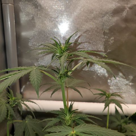 Purple Punch Auto - PP - Seedsman  growlog timeline photo