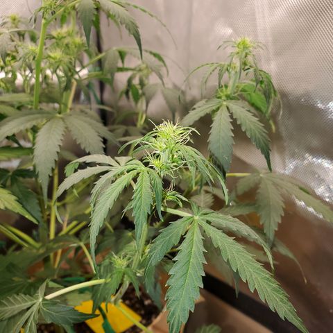 Gelat OG Auto - PP - Seedsman growlog timeline photo