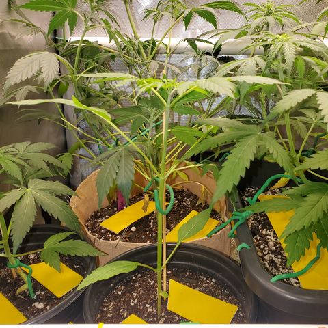 Purple Punch Auto - PP - Seedsman  growlog timeline photo