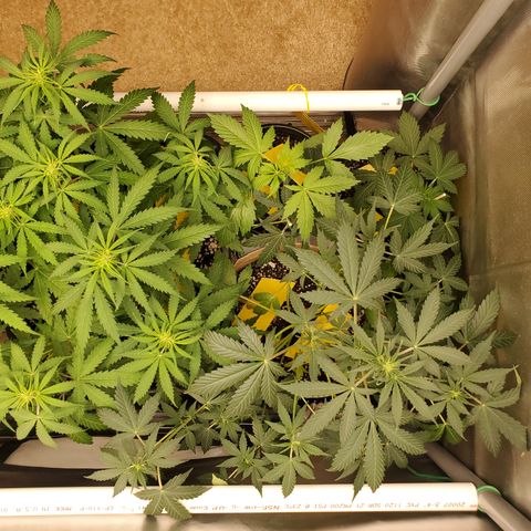 Gelat OG Auto - PP - Seedsman growlog timeline photo