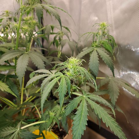 Gelat OG Auto - PP - Seedsman growlog timeline photo