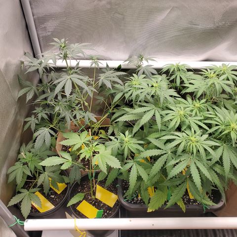 Purple Punch Auto - PP - Seedsman  growlog timeline photo