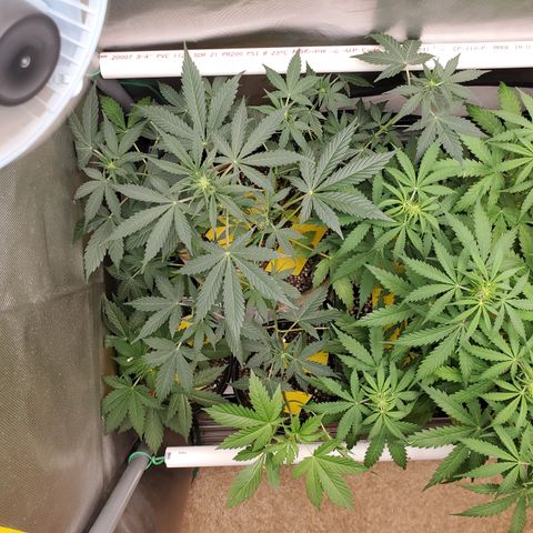 Purple Punch Auto - PP - Seedsman  growlog timeline photo