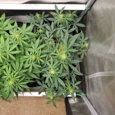 Gelat OG Auto - PP - Seedsman growlog timeline photo
