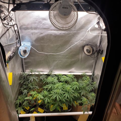 Gelat OG Auto - PP - Seedsman growlog timeline photo