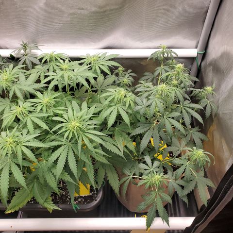 Gelat OG Auto - PP - Seedsman growlog timeline photo