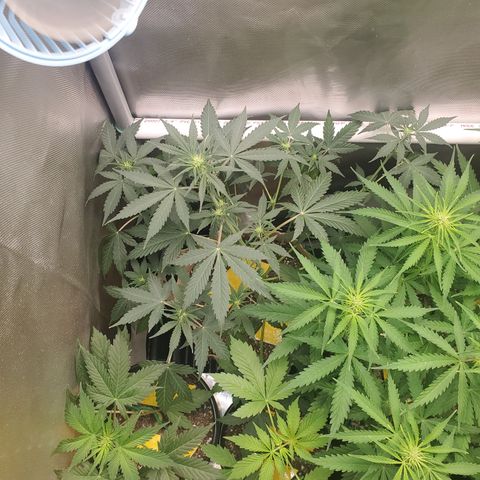 Purple Punch Auto - PP - Seedsman  growlog timeline photo