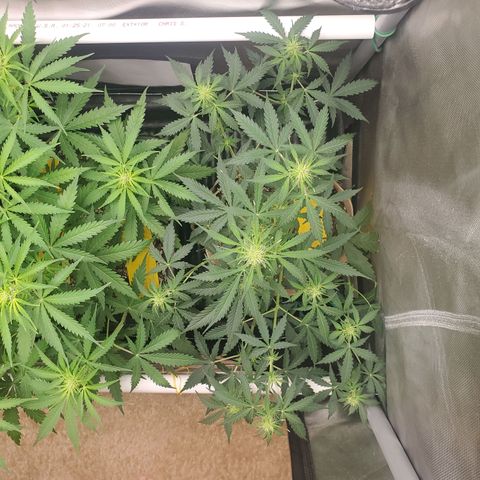 Gelat OG Auto - PP - Seedsman growlog timeline photo