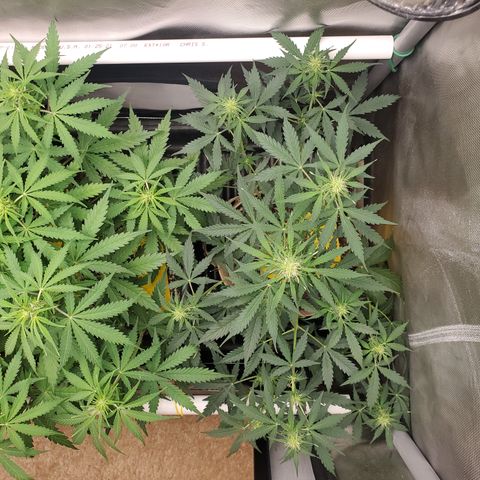Gelat OG Auto - PP - Seedsman growlog timeline photo