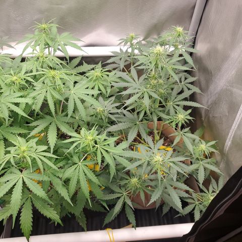 Gelat OG Auto - PP - Seedsman growlog timeline photo