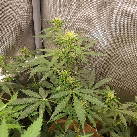 Gelat OG Auto - PP - Seedsman growlog timeline photo