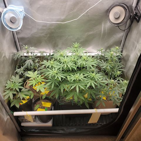 Gelat OG Auto - PP - Seedsman growlog timeline photo
