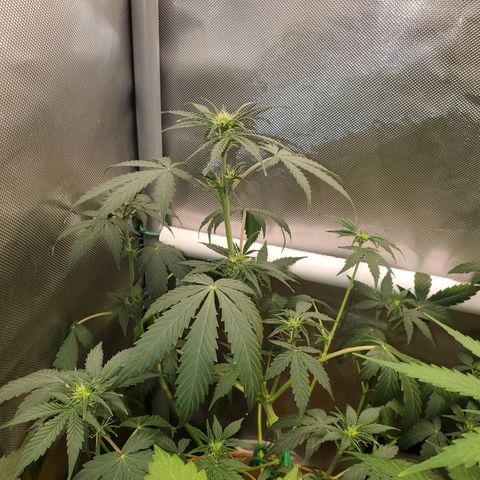 Purple Punch Auto - PP - Seedsman  growlog timeline photo