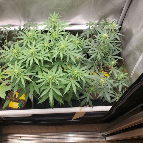 Gelat OG Auto - PP - Seedsman growlog timeline photo